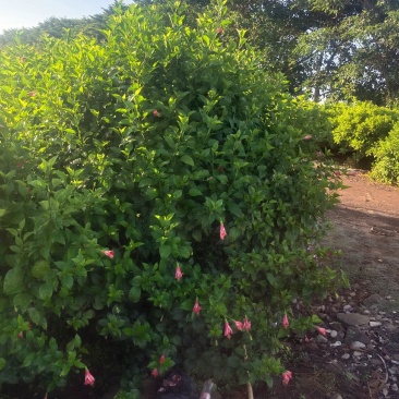 大量现货，5万待售