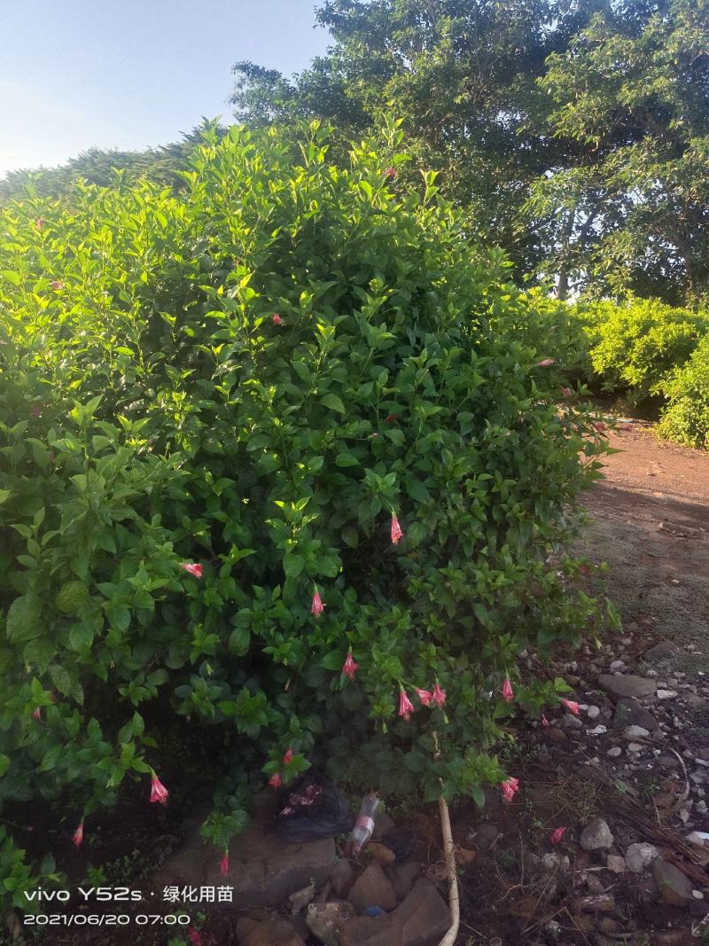 大量现货，5万待售
