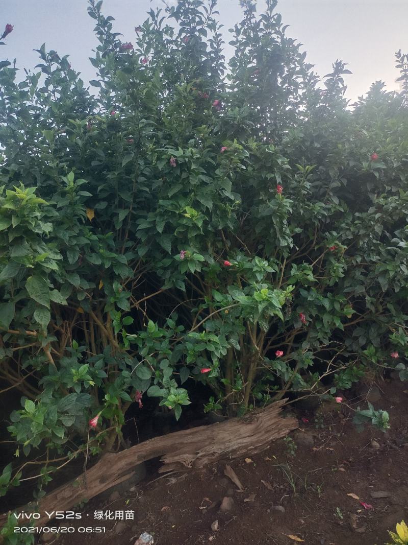 大量现货，5万待售