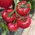 耐热大粉西红柿苗240-300g西红柿苗越夏西红柿苗