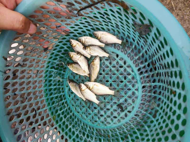 白鲫鱼苗，中科，规格齐全，抗病能力强，淡水养殖
