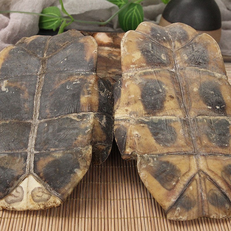 龟板龟板正品龟甲干下甲生乌龟壳制龟板可免费打粉
