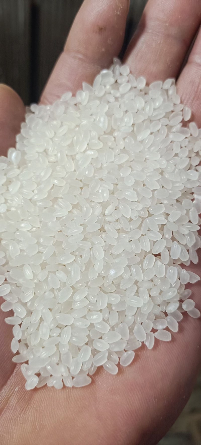 大量出售东北珍珠米东北长粒香米价格便宜欢迎订购