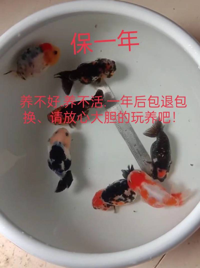 观赏鱼金鱼，养不活.一年后包退换，轻松放心的玩养吧！