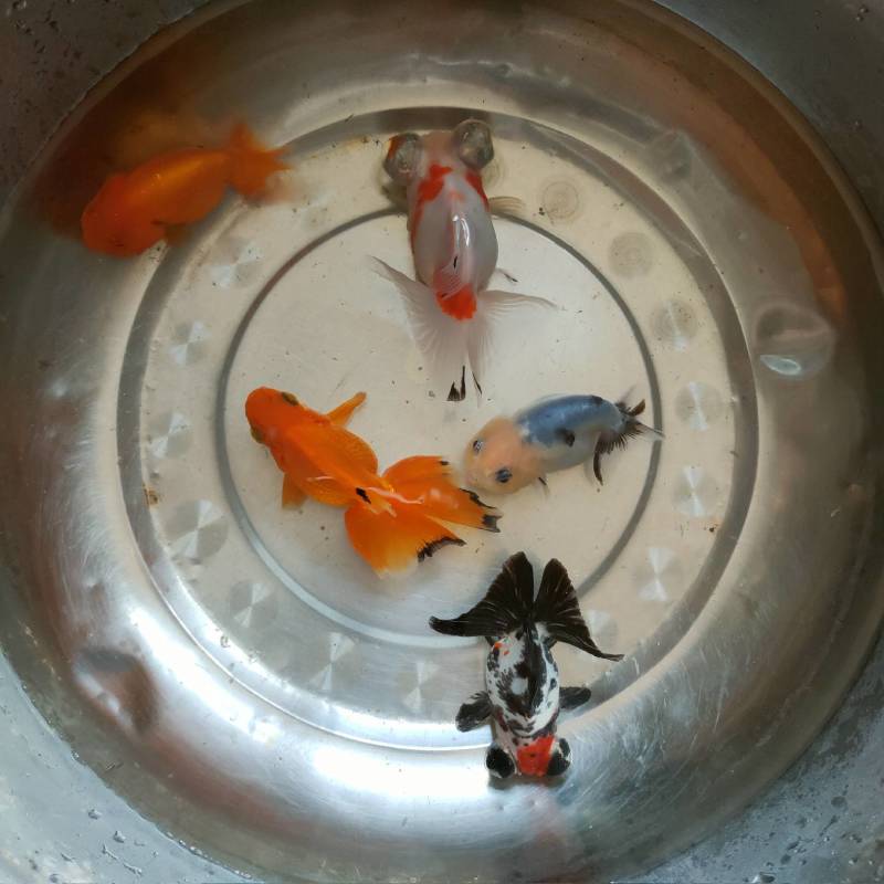 观赏鱼金鱼，养不活.一年后包退换，轻松放心的玩养吧！