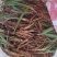 川仙茅