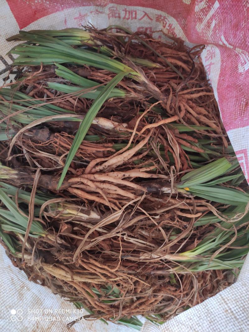 川仙茅