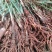 川仙茅