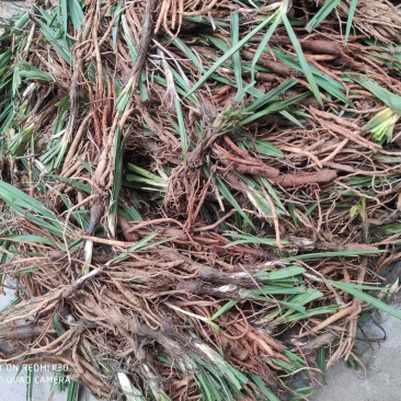 川仙茅！价格低成活率高
