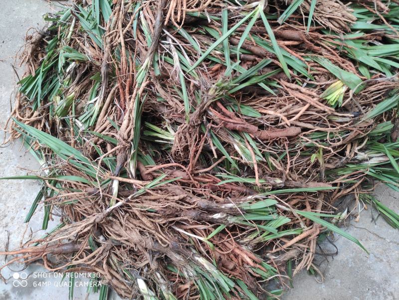 川仙茅！价格低成活率高