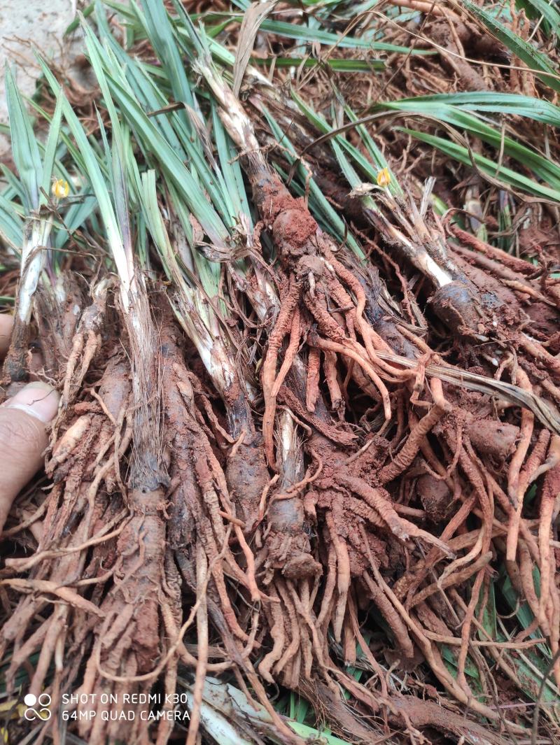 川仙茅！价格低成活率高