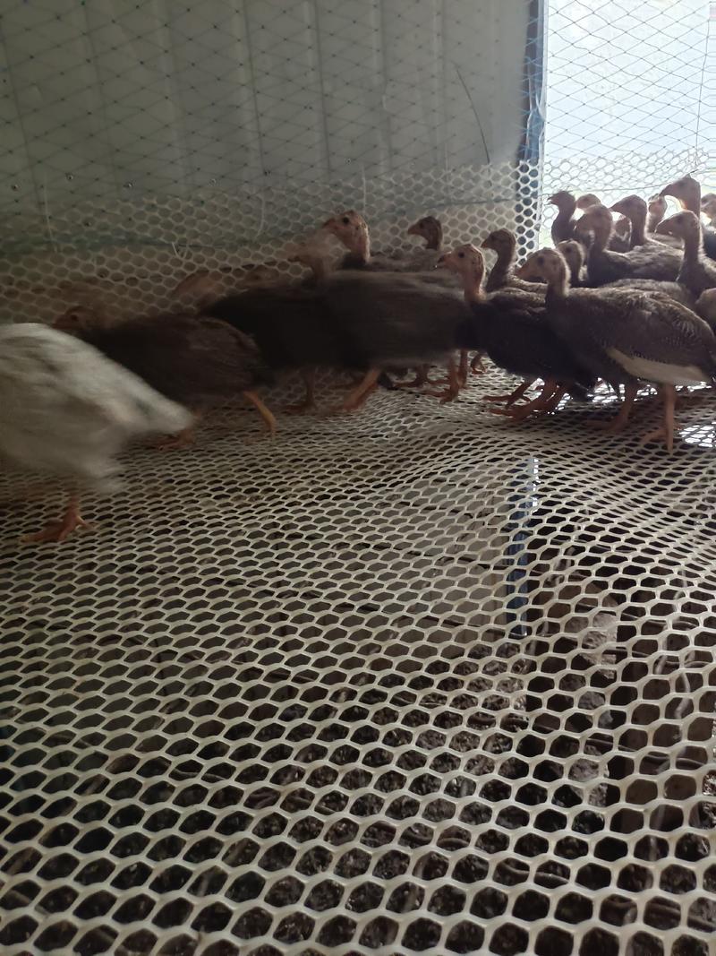 养殖场直销珍珠鸡珍珠鸡苗大量出售，需要的朋友联系