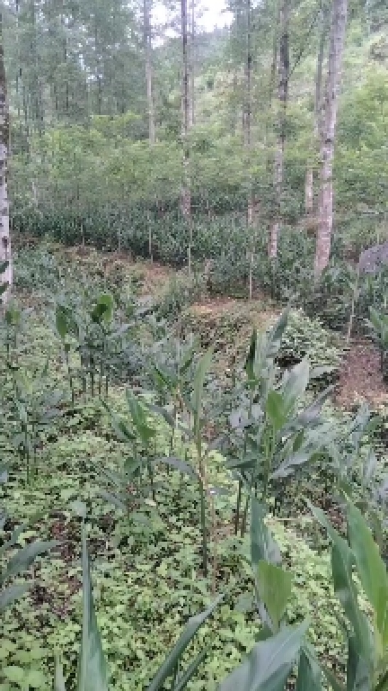 洋荷