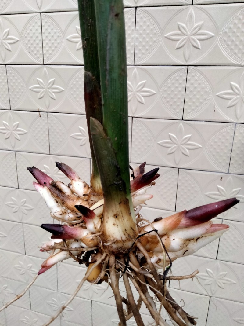 洋荷