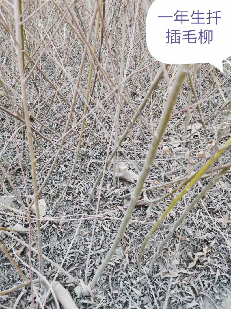 乌柳(沙柳、毛柳)