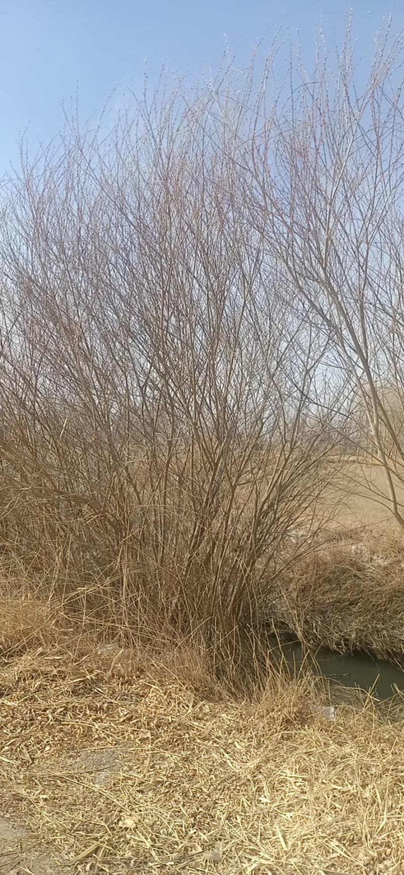 乌柳(沙柳、毛柳)