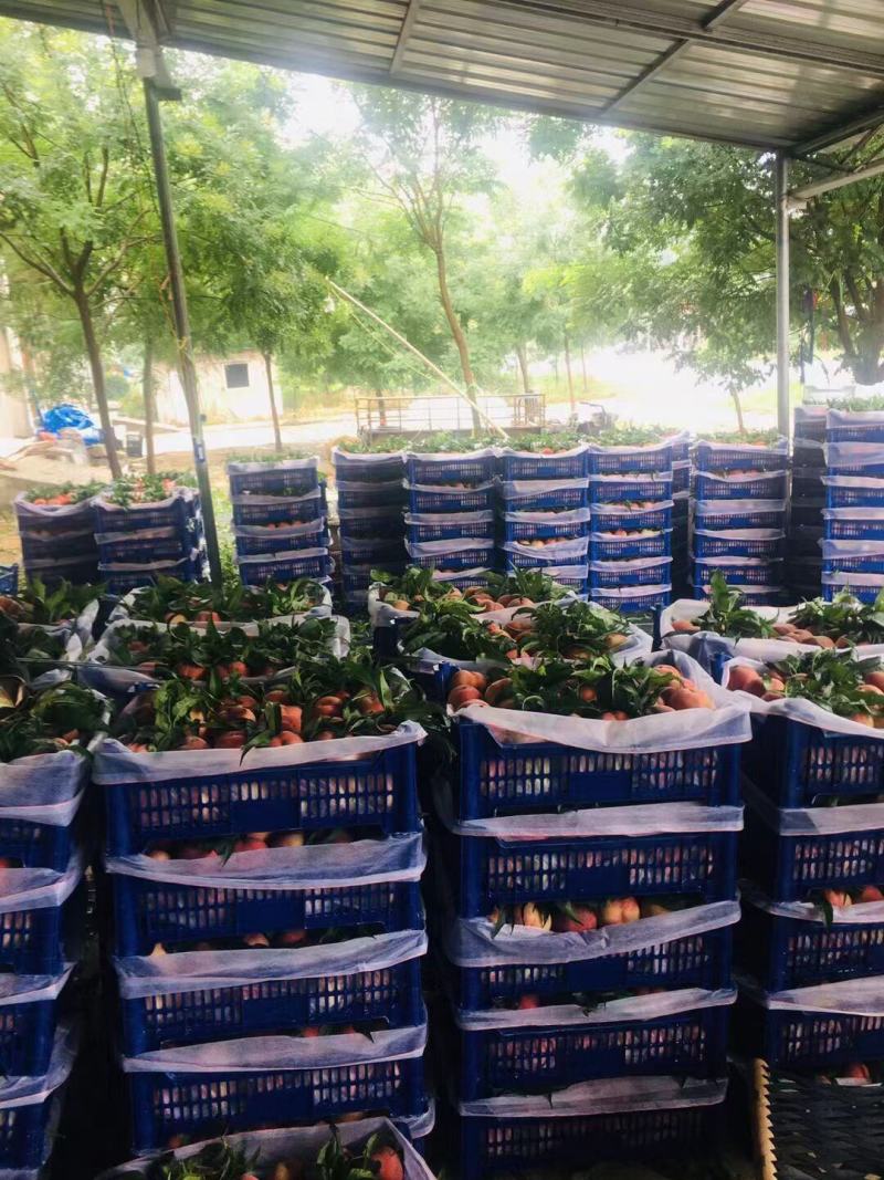 【抢购中】山东毛桃，沂蒙山区突围桃现摘现发货。精品代收，