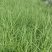 粉黛乱子草