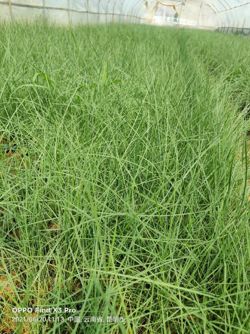 粉黛乱子草