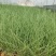 粉黛乱子草