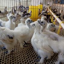 养殖场直销白凤乌鸡均价七两左右有需要的朋友。