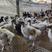养殖场直销白凤乌鸡均价七两左右有需要的朋友联系。