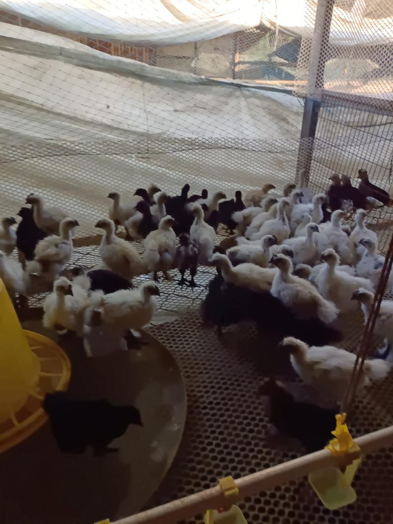 养殖场直销白凤乌鸡均价七两左右有需要的朋友联系。
