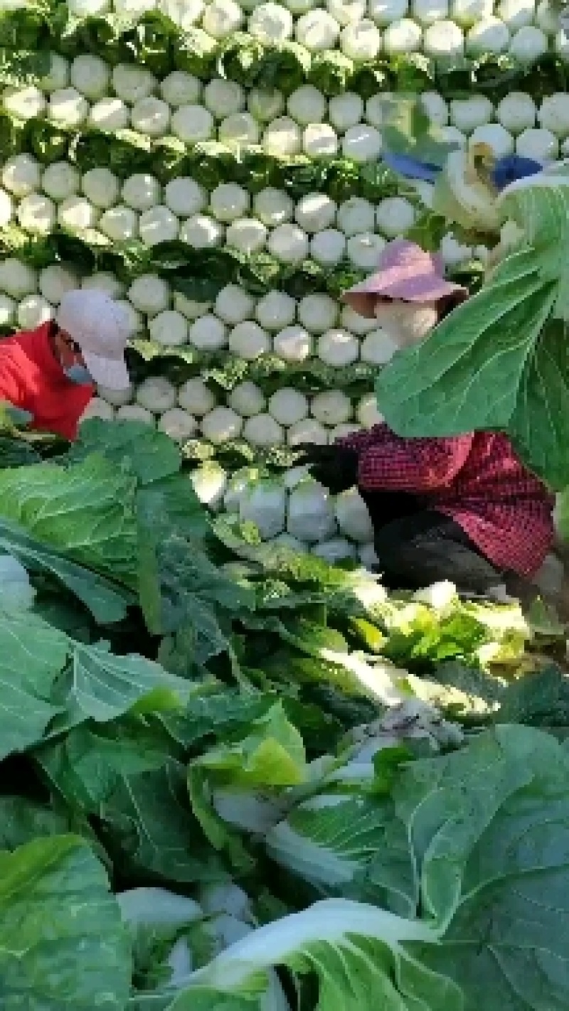 河北黄心白菜玲珑黄，基地直供量大从优品质保障，冷库
