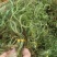 化石草中药云南化石草野生排石化石草正品紫蓝草50