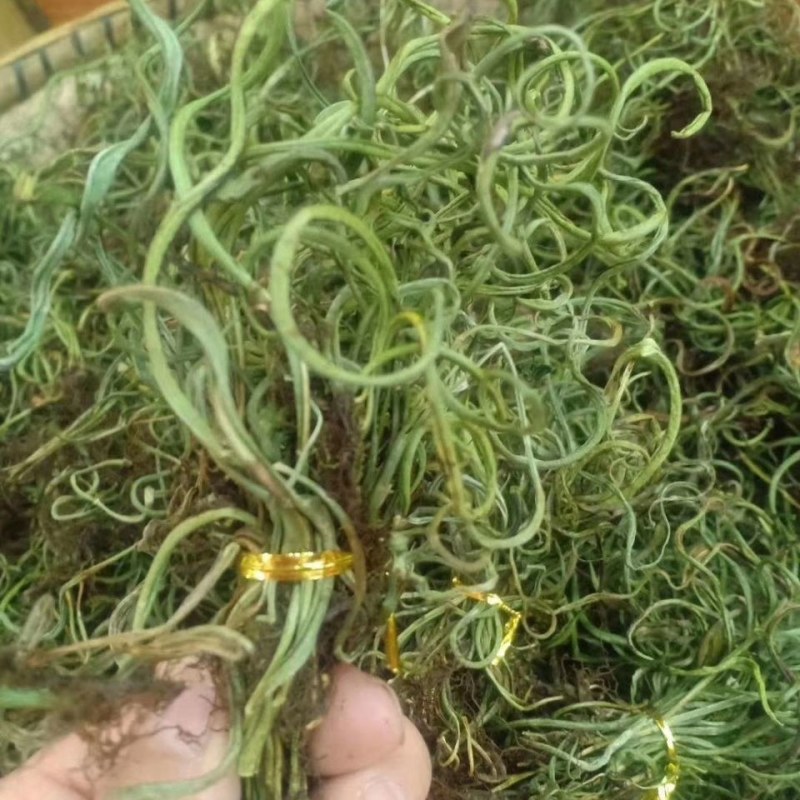 化石草中药云南化石草野生排石化石草正品紫蓝草50