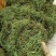 化石草中药云南化石草野生排石化石草正品紫蓝草50