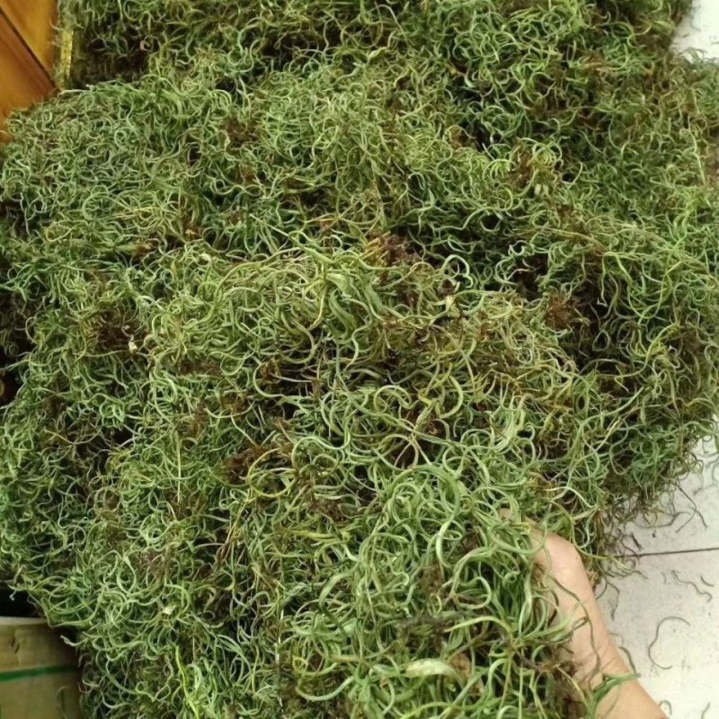 化石草中药云南化石草野生排石化石草正品紫蓝草50