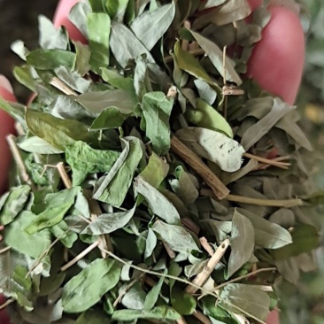 广西金秀大瑶山土特产鸡骨草干货，整枝切片