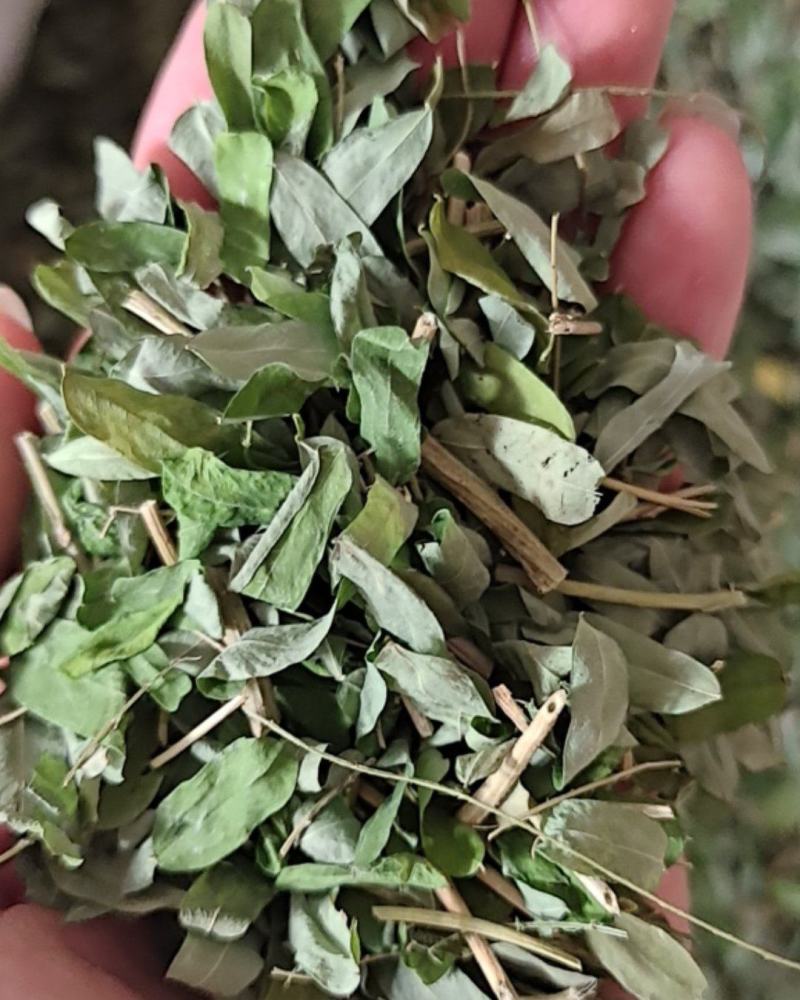 广西金秀大瑶山土特产鸡骨草干货，整枝切片