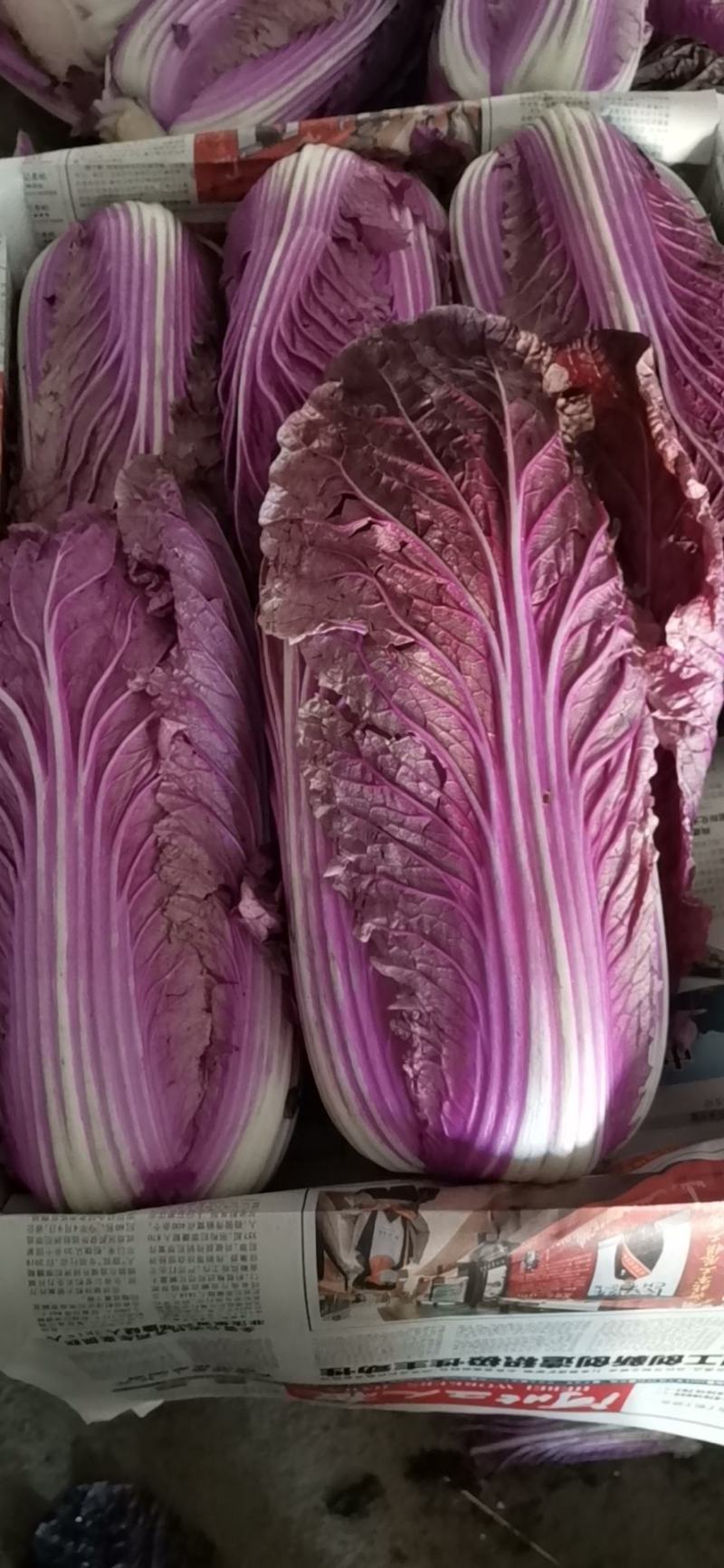 紫白菜，紫色白菜，富含花青素，口感好营养高，全国发货