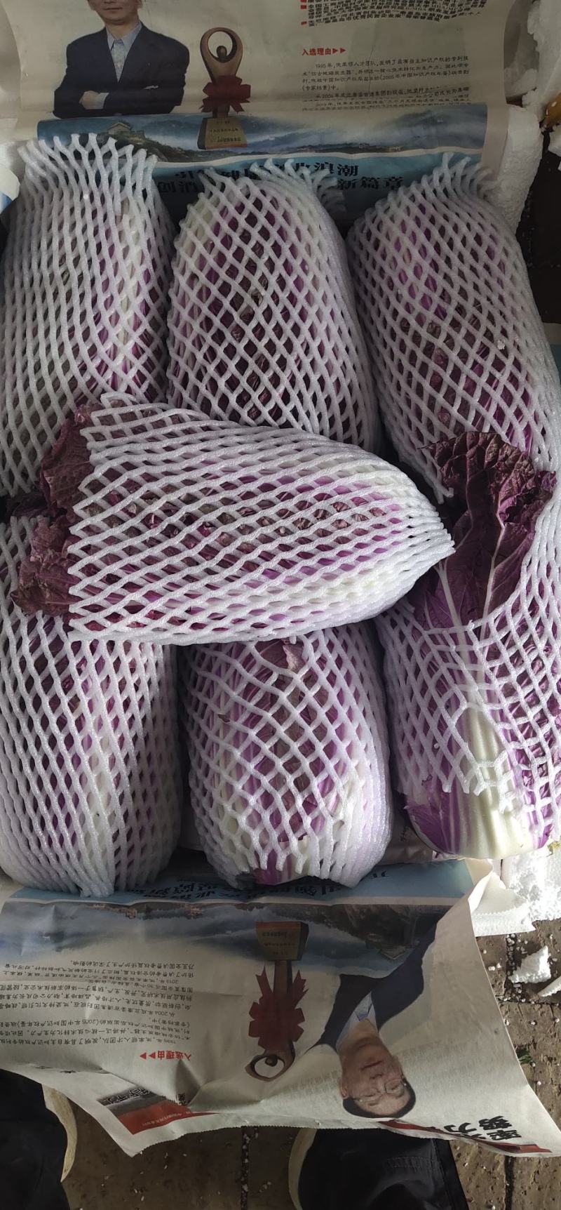 紫白菜，紫色白菜，富含花青素，口感好营养高，全国发货