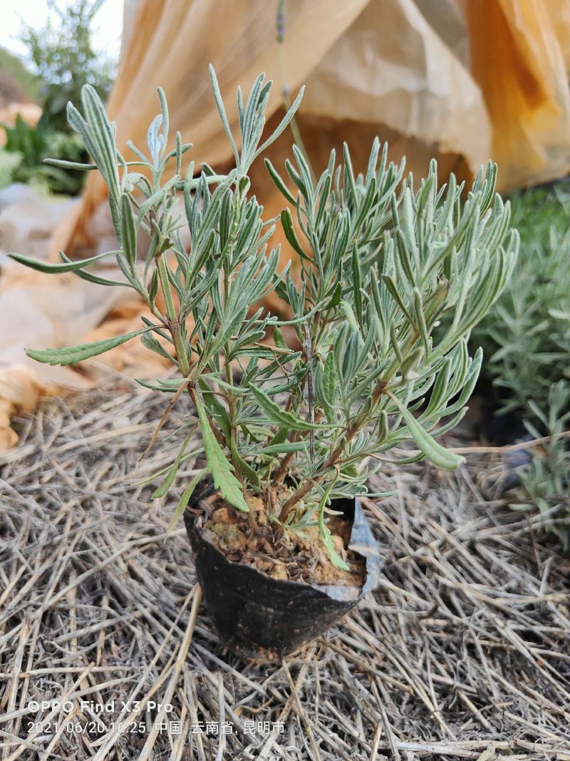 薰衣草