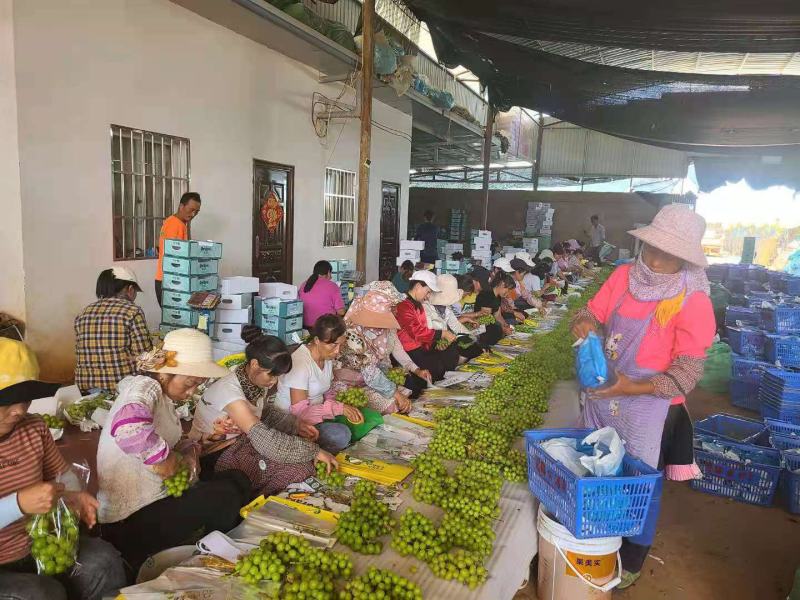 云南阳光玫瑰，香甜可口无籽，嘎嘣脆，可发整车或零担拼车