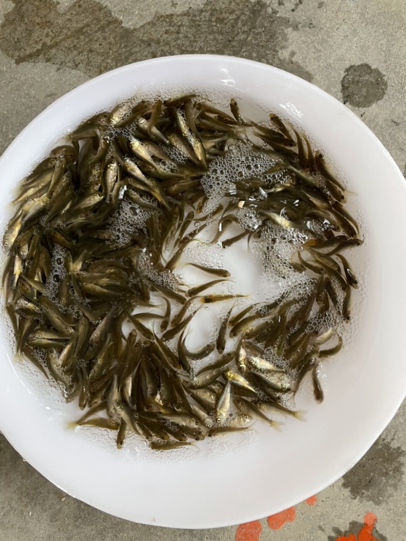 鲤鱼苗全国发货建鲤鱼苗长身快大禾花鲤鱼苗稻田鲤鱼苗
