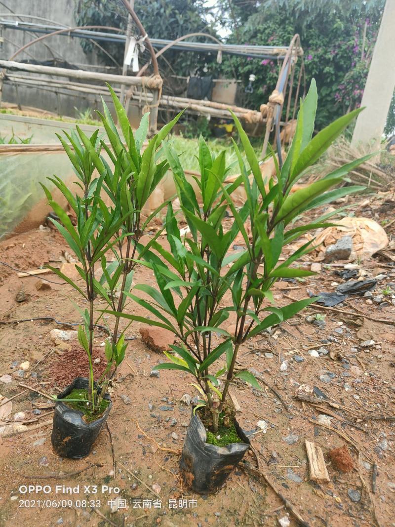 翠芦莉