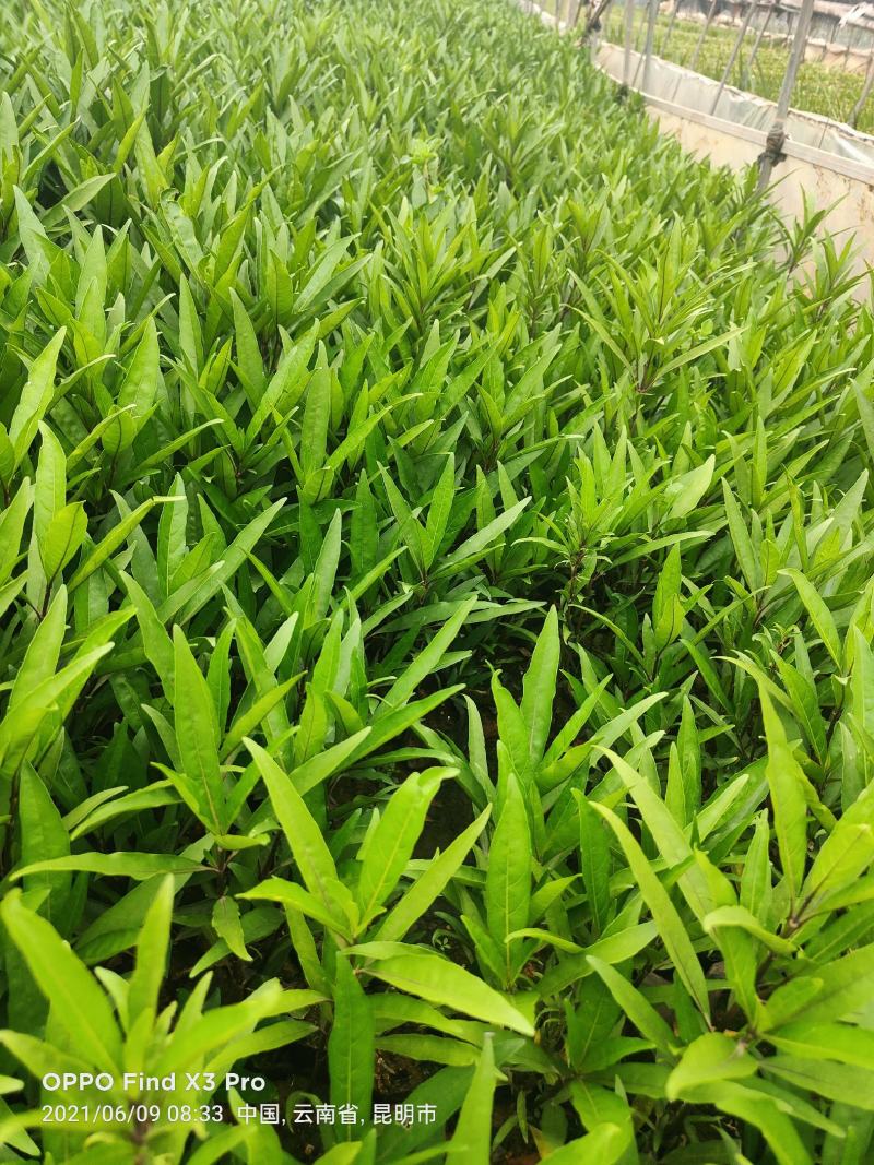 翠芦莉