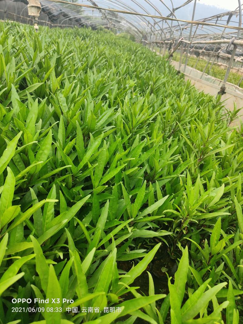 翠芦莉