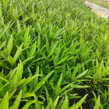 翠芦莉