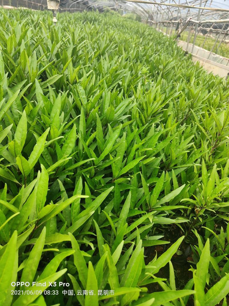 翠芦莉