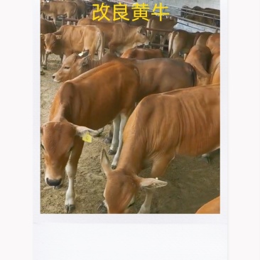 改良黄牛，西门塔尔牛。