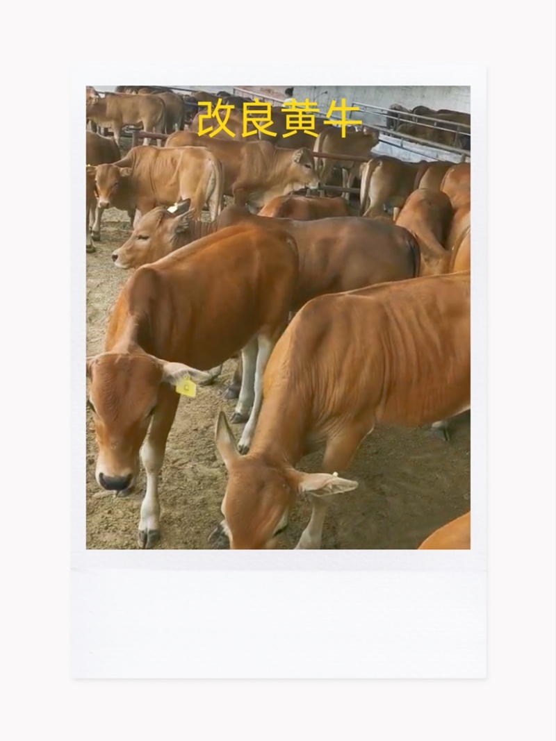 改良黄牛，西门塔尔牛。