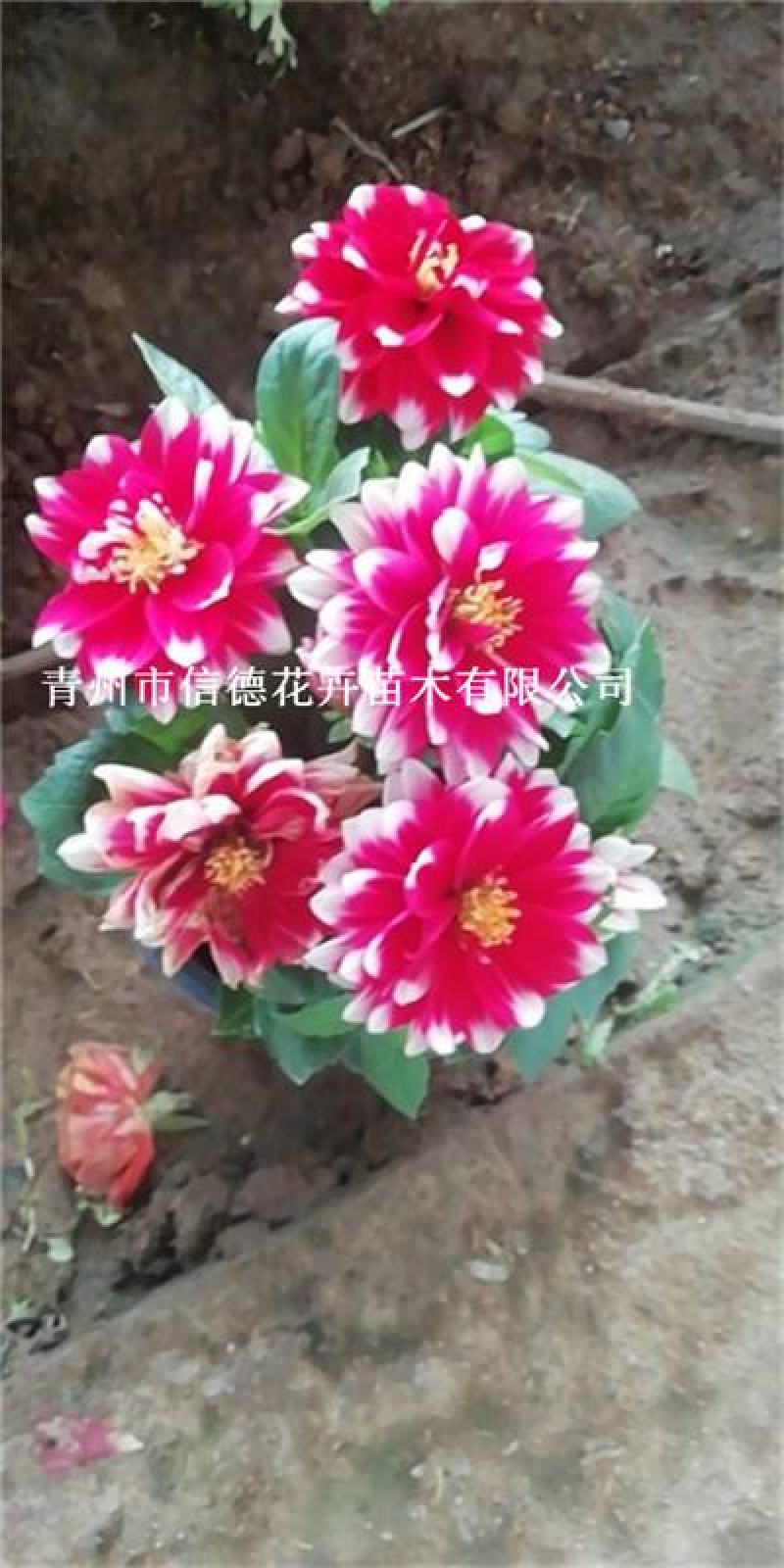 小丽花，进口品种，规格齐全，花色多，基地直发，一手货源