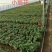小丽花，进口品种，规格齐全，花色多，基地直发，一手货源
