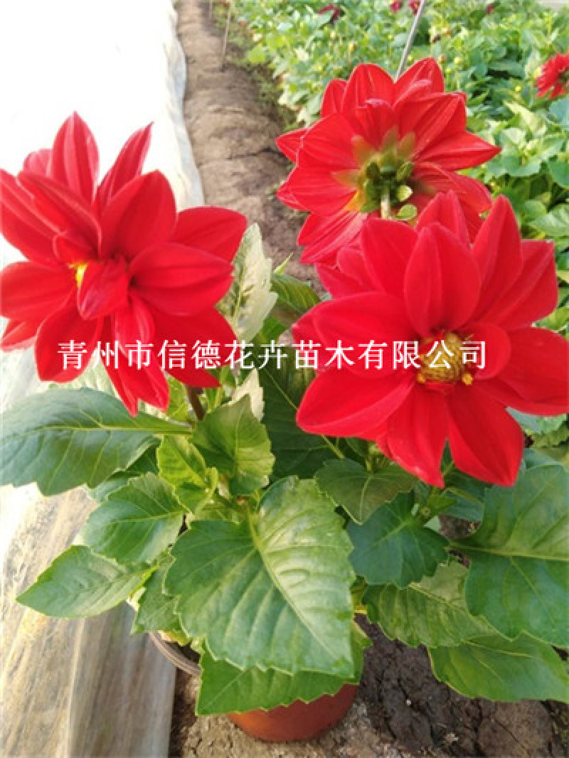 小丽花，进口品种，规格齐全，花色多，基地直发，一手货源