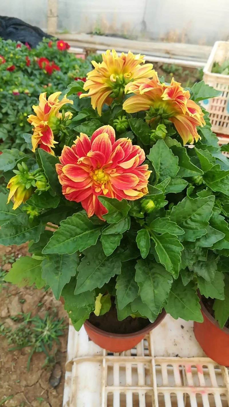 小丽花，进口品种，规格齐全，花色多，基地直发，一手货源